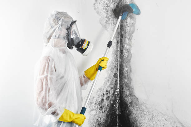 Best Biohazard Mold Removal  in Buhl, MN
