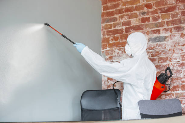Environmental Consulting for Mold Prevention in Buhl, MN